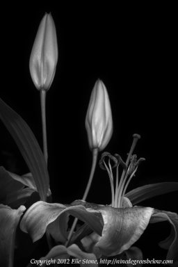 Three lilies: two buds and a blossom