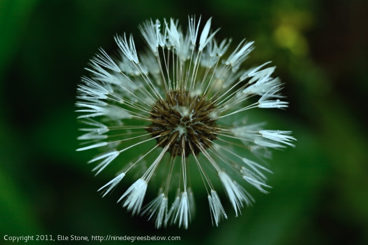 Intricate center details of a half-blown dandelion clock.