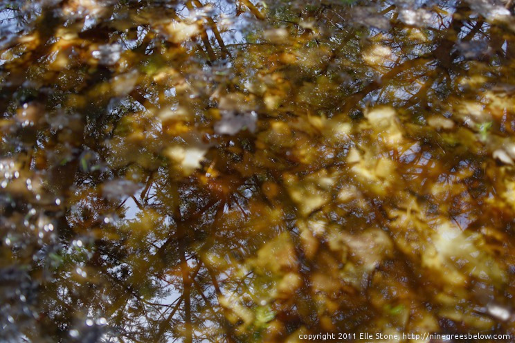 Melting pond with submerged leaves and sky reflections.