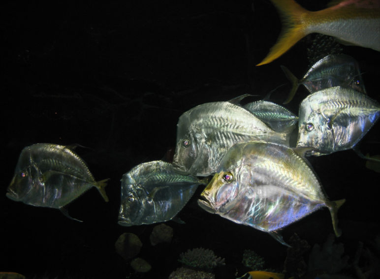 Repaired aquarium fish